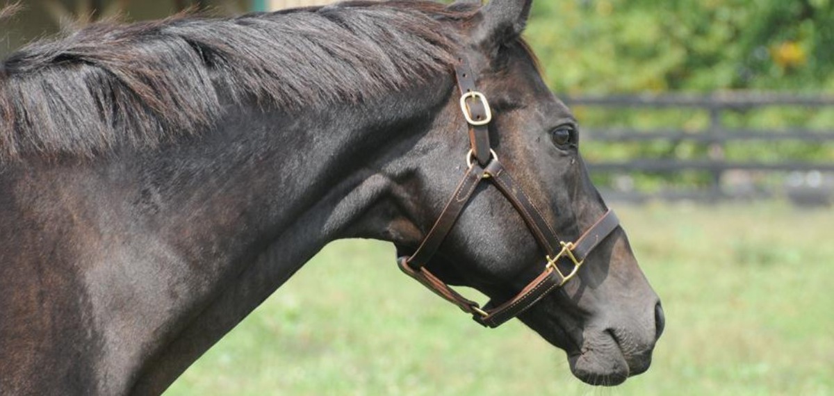 Sarava at the 2002 Belmont Stakes